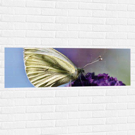 WallClassics - Muursticker - Witte Vlinder op Paarse Bloem - 120x40 cm Foto op Muursticker
