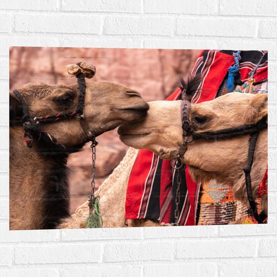 WallClassics - Muursticker - Twee Lieve Kamelen - 80x60 cm Foto op Muursticker