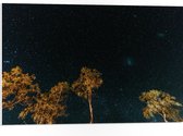 WallClassics - Panneau en mousse PVC - Arbres dans la nuit sous un ciel étoilé - Photo 75x50 cm sur panneau en mousse PVC (avec système de suspension)