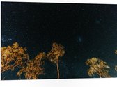 WallClassics - Panneau en mousse PVC – Arbres dans la nuit sous un ciel étoilé – 105 x 70 cm Photo sur panneau en mousse PVC