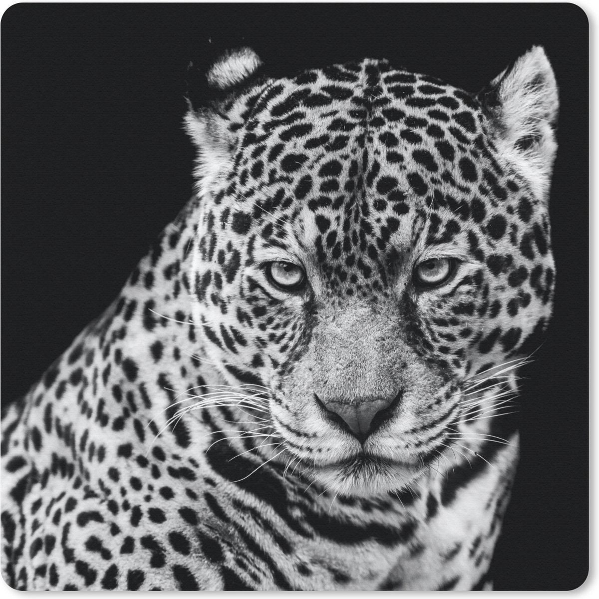Muismat 30x30 cm - Mousepad Luipaard - Dieren - Zwart - Wit - Portret - Muismatten
