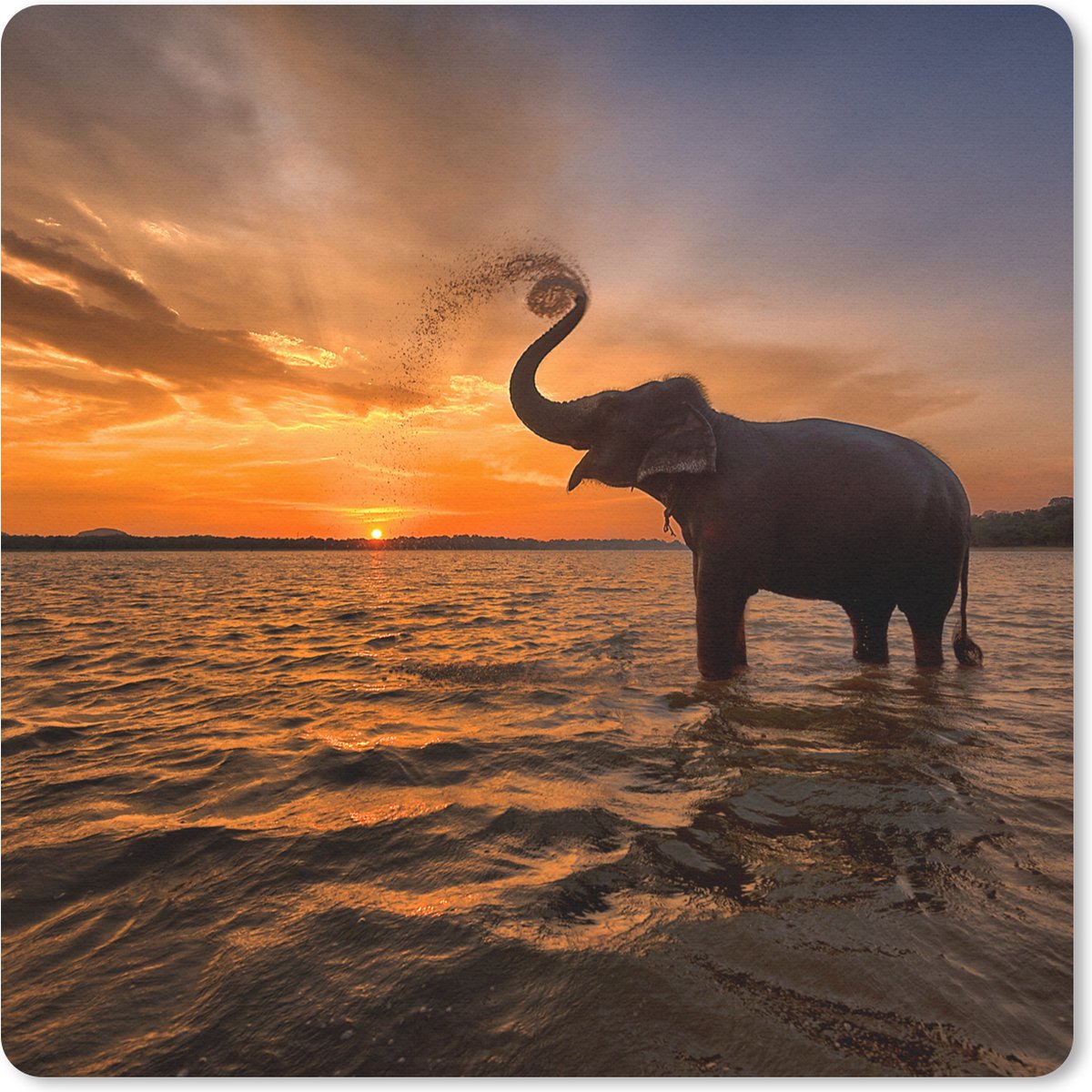 Muismat 30x30 cm - Mousepad Olifant - Zee - Dieren - Zonsondergang - Oranje - Muismatten