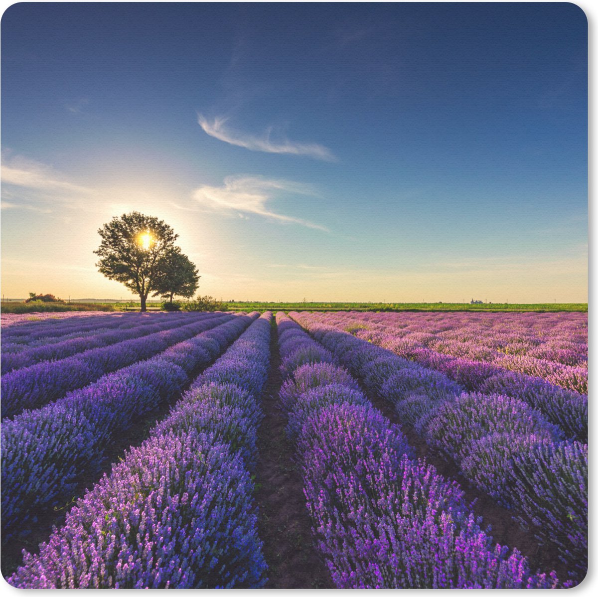 Muismat 30x30 cm - Mousepad Lavendel - Zon - Boom - Bloemen - Paars - Muismatten