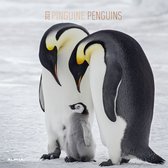 Pinguine 2023 30x30