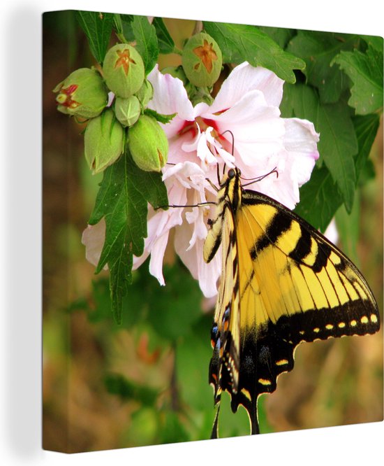 Canvas Schilderij Papilio glaucus vlinder bij een roze bloem - 90x90 cm - Wanddecoratie