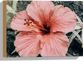 WallClassics - Hout - Shoeblackplant Roze - 40x30 cm - 12 mm dik - Foto op Hout (Met Ophangsysteem)