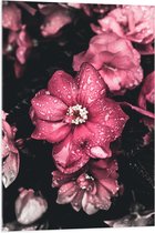 WallClassics - Acrylglas - Waterdruppels op Roze Bloemen - 70x105 cm Foto op Acrylglas (Wanddecoratie op Acrylaat)