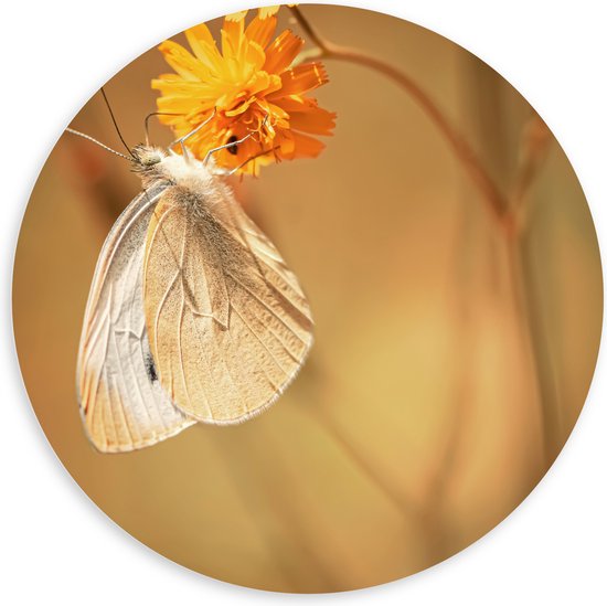 WallClassics - PVC Schuimplaat Muurcirkel - Witte Vlinder op Oranje Bloem - 140x140 cm Foto op Muurcirkel (met ophangsysteem)