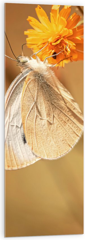 WallClassics - Acrylglas - Witte Vlinder op Oranje Bloem - 40x120 cm Foto op Acrylglas (Met Ophangsysteem)