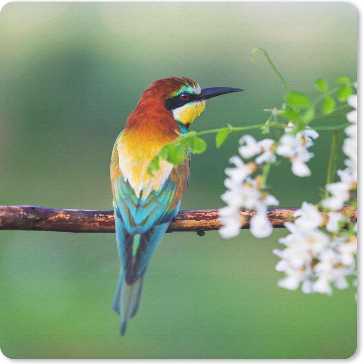 Muismat 30x30 cm - Mousepad Vogel - Bijeneter - Bloemen - Muismatten