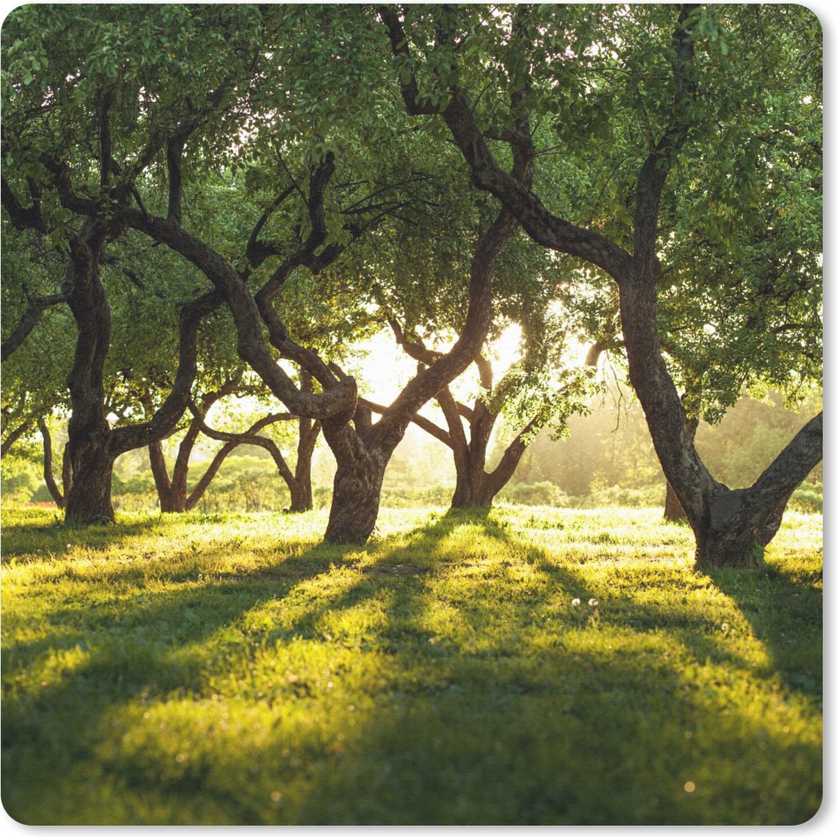 Muismat 30x30 cm - Mousepad Bomen - Natuur - Zon - Muismatten