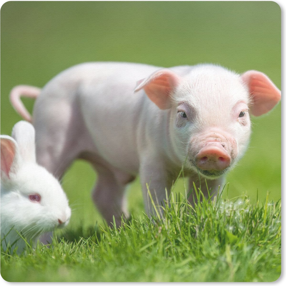 Muismat 20x20 cm - Mousepad Biggetje - Konijn - Dieren - Muismatten