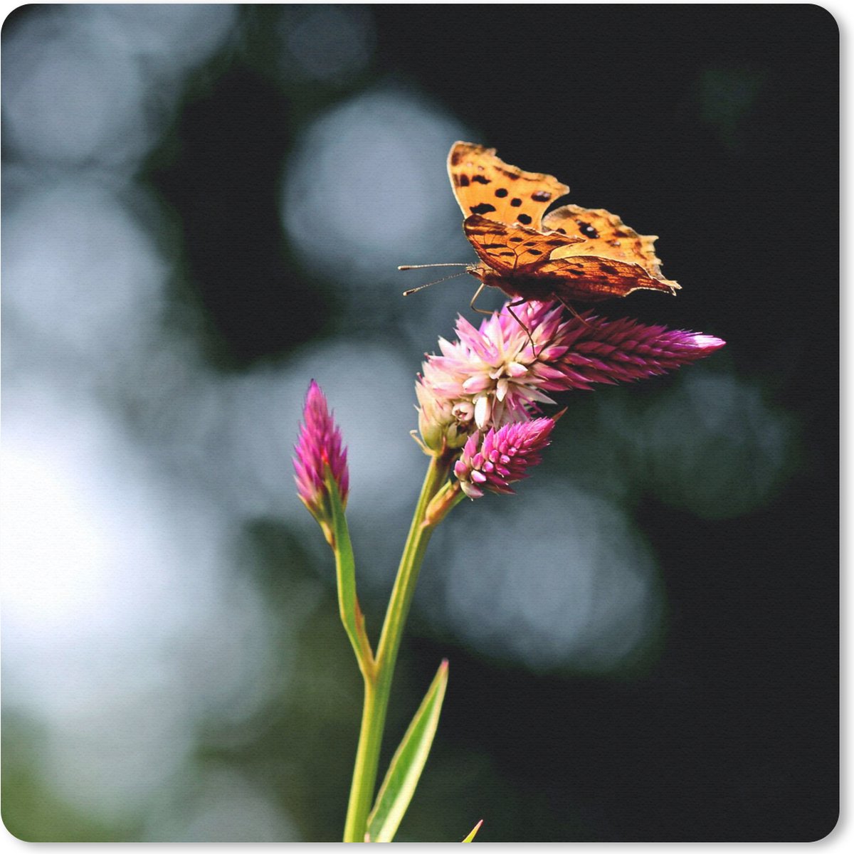 Muismat 30x30 cm - Mousepad Vlinder - Bloemen - Insecten - Muismatten