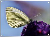 WallClassics - Tuinposter – Witte Vlinder op Paarse Bloem - 80x60 cm Foto op Tuinposter  (wanddecoratie voor buiten en binnen)