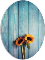 WallClassics - PVC Schuimplaat Ovaal - Zonnebloemen met Blauwe Schutting - 30x40 cm Foto op Ovaal  (Met Ophangsysteem)