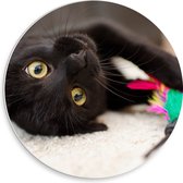 WallClassics - PVC Schuimplaat Muurcirkel - Spelende Zwarte Poes - 30x30 cm Foto op Muurcirkel (met ophangsysteem)