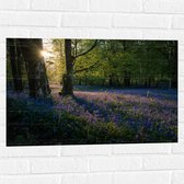 WallClassics - Muursticker - Zonnetje Schijnend op Lavendel  - 75x50 cm Foto op Muursticker