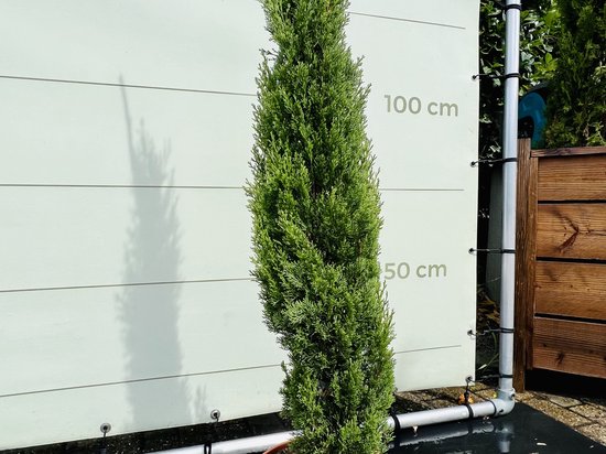 Italiaanse cipres met smalle groei, groene fijne naalden, in een bruine pot.
