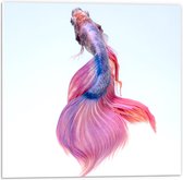 WallClassics - PVC Schuimplaat- Roze/Paarse Tropische Vis op Witte Achtergrond - 50x50 cm Foto op PVC Schuimplaat