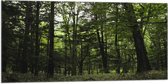 WallClassics - Drapeau - Seul vert dans la forêt - Photo 100x50 cm sur drapeau polyester
