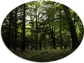 WallClassics - PVC Schuimplaat Ovaal - Alleenmaar Groen in het Bos - 80x60 cm Foto op Ovaal  (Met Ophangsysteem)