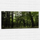 WallClassics - Muursticker - Seulement du vert dans la forêt - 100x50 cm Photo sur Muursticker