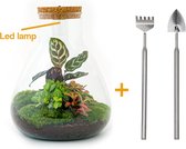 Terrarium - Sam LED Calathea - ↑ 30 cm - Ecosysteem plant - Kamerplanten - DIY planten terrarium - Inclusief Hark + Schep
