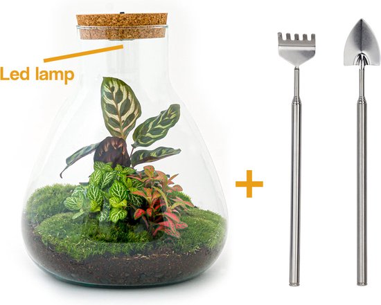 Terrarium - Sam LED Calathea - ↑ 30 cm - Ecosysteem plant - Kamerplanten - DIY planten terrarium - Inclusief Hark + Schep