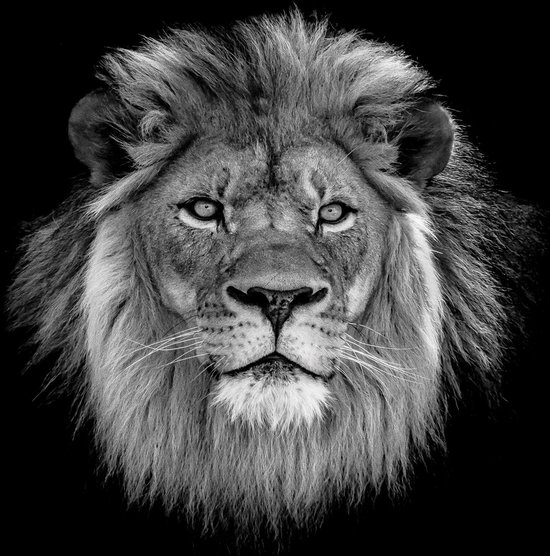 Papier peint noir et blanc montrant la tête détaillée d'un lion aux yeux perçants et à la crinière fournie.