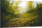 WallClassics - Dibond - Begroeide Heuvel in het Bos - 150x100 cm Foto op Aluminium (Wanddecoratie van metaal)