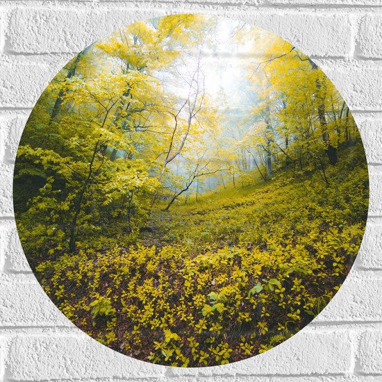 WallClassics - Muursticker Cercle - Colline Envahie dans la Forêt - 50x50 cm Photo sur Muursticker