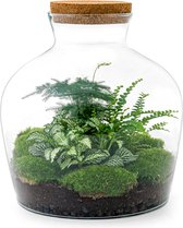 Terrarium - Fat Joe Green - ↑ 30 cm - Ecosysteem plant - Kamerplanten - DIY planten terrarium - Mini ecosysteem
