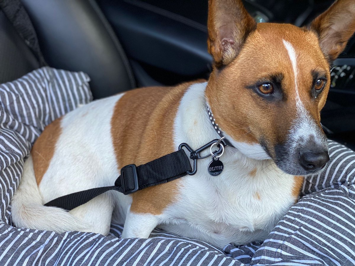 Petsfit Panier Chien Voiture, Siège Auto Chien Voiture pour Chiens jusqu'à 6kg, Pliable