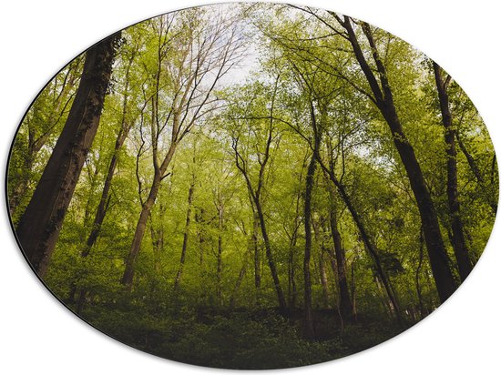 WallClassics - Dibond Ovaal - Klimop op Bomen in het Bos - 56x42 cm Foto op Ovaal (Met Ophangsysteem)