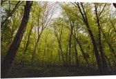 WallClassics - Dibond - Klimop op Bomen in het Bos - 120x80 cm Foto op Aluminium (Met Ophangsysteem)