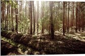 WallClassics - Dibond - Bomen in het Bos met Groene Bladeren - 90x60 cm Foto op Aluminium (Met Ophangsysteem)