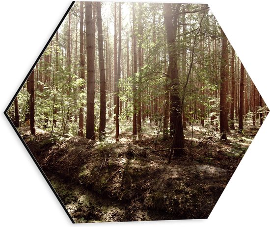 WallClassics - Dibond Hexagon - Bomen in het Bos met Groene Bladeren - 30x26.1 cm Foto op Hexagon (Met Ophangsysteem)