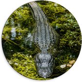 WallClassics - Dibond Muurcirkel - Alligator tussen Moswater - 60x60 cm Foto op Aluminium Muurcirkel (met ophangsysteem)