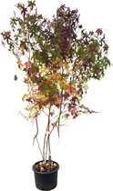 Amberboom | Liquidambar styraciflua | Meerstammig | Meerstammig : 150-175 cm