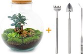 Terrarium - Bolder Bob bonsai - ↑ 30 cm - Ecosysteem plant - Kamerplanten - DIY planten terrarium - Mini ecosysteem + Hark + Schep + Pincet