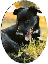 WallClassics - Dibond Ovaal - Lachende Zwarte Hond - 42x56 cm Foto op Ovaal (Met Ophangsysteem)