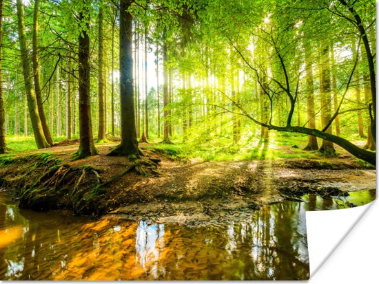 Poster Bos - Landschap - Water - Bomen - Zon - Groen - Natuur - 80x60 cm