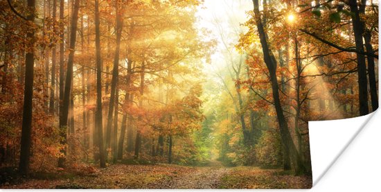 Poster Bos - Herfst - Zon - Landschap - Natuur - Bomen - Bladeren - 80x40 cm