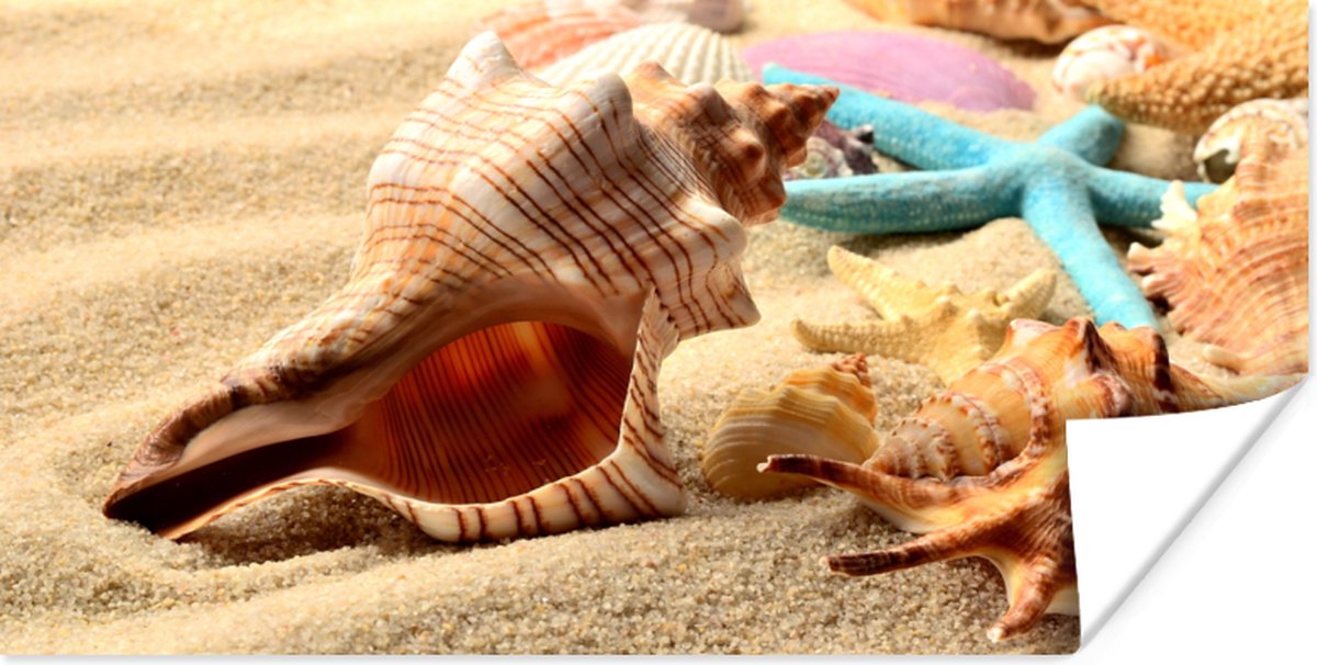 Poster Zeester - Schelpen - Zand - Strand - 80x40 cm