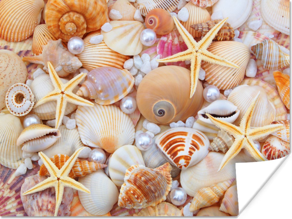 Poster Schelpen - Parels - Zeesterren - Strand - 40x30 cm