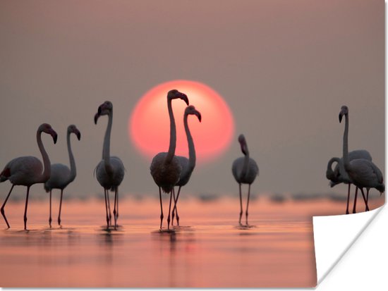 Poster - Fotolijst - Flamingo - Zon - Roze - Vogel - Tropisch - Kader - 120x90 cm - Poster met lijst - Foto in lijst - Poster dieren - Poster flamingo - Wanddecoratie