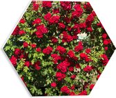 WallClassics - PVC Schuimplaat Hexagon  - Rode Rozenstruik - 30x26.1 cm Foto op Hexagon (Met Ophangsysteem)