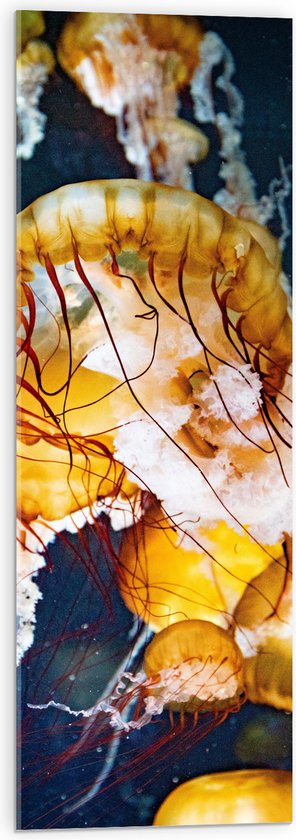 WallClassics - Verre Acrylique - Méduse Jaune dans la Mer - 30x90 cm Photo sur Verre Acrylique (Décoration murale sur Acrylique)
