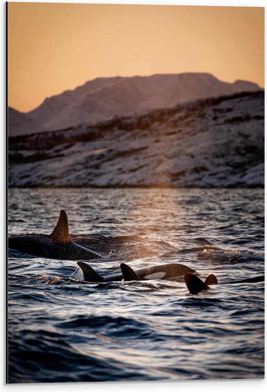 WallClassics - Dibond - Orca's in het Water - 40x60 cm Foto op Aluminium (Wanddecoratie van metaal)