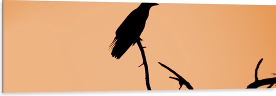 WallClassics - Dibond - Silhouette van een Raaf Vogel op Takken - 150x50 cm Foto op Aluminium (Wanddecoratie van metaal)